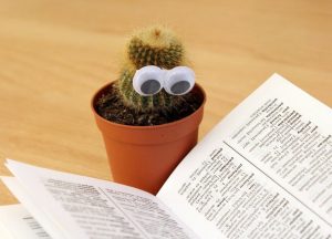 cactus eyes book pot 159840