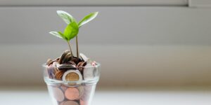 tree planted in money